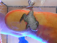 クラッシュ すみれ様の生ストッキングがカエルを踏み潰す！