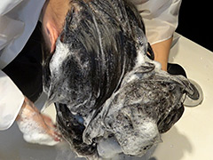 髪 黒髪スーパーロングヘアOL 男性上司と密会シャンプー